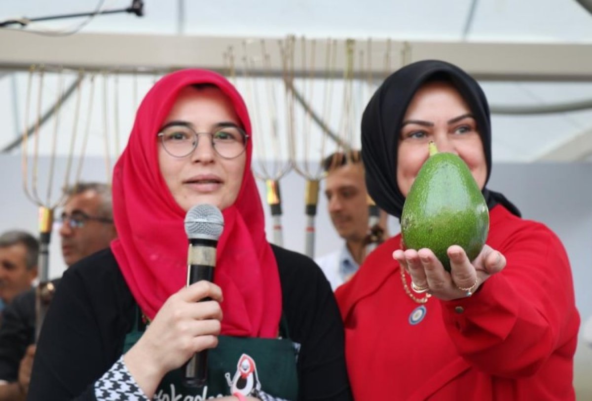 Alanya nın en ağır avokadosu seçildi #2