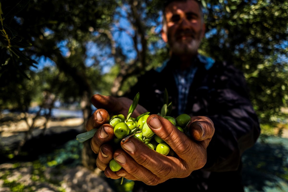 Zeytin hasadı başladı, üretici ihracatta gelir artışı bekliyor #1