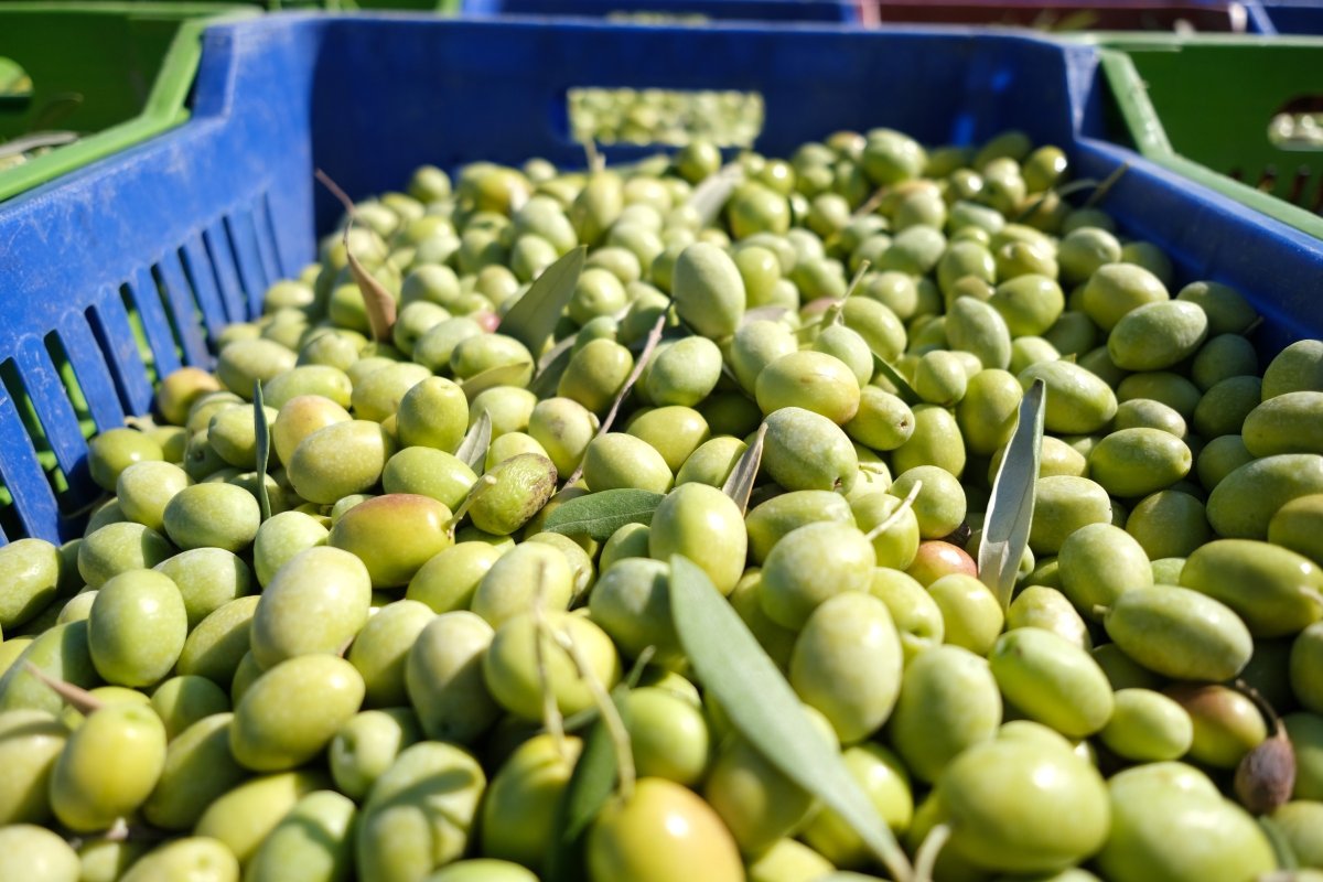 Zeytin hasadı başladı, üretici ihracatta gelir artışı bekliyor #11