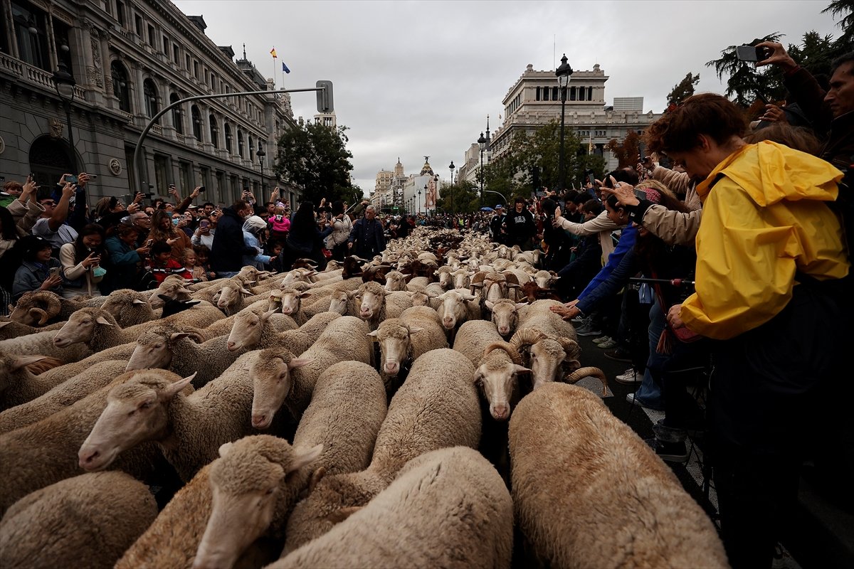 İspanya da koyunlar şehre indi #6