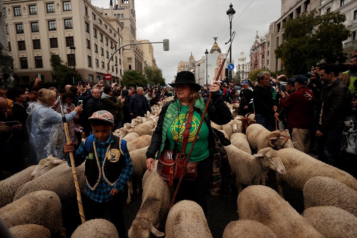 İspanya da koyunlar şehre indi #9