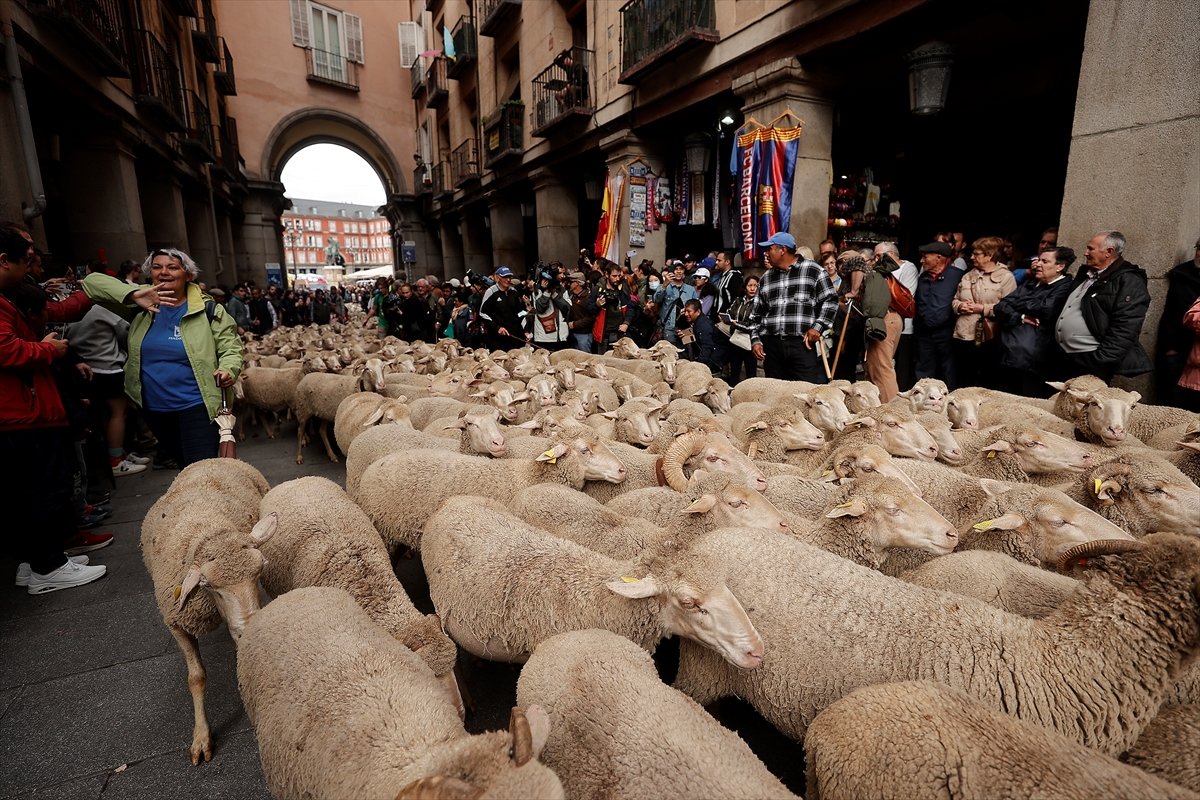İspanya da koyunlar şehre indi #8