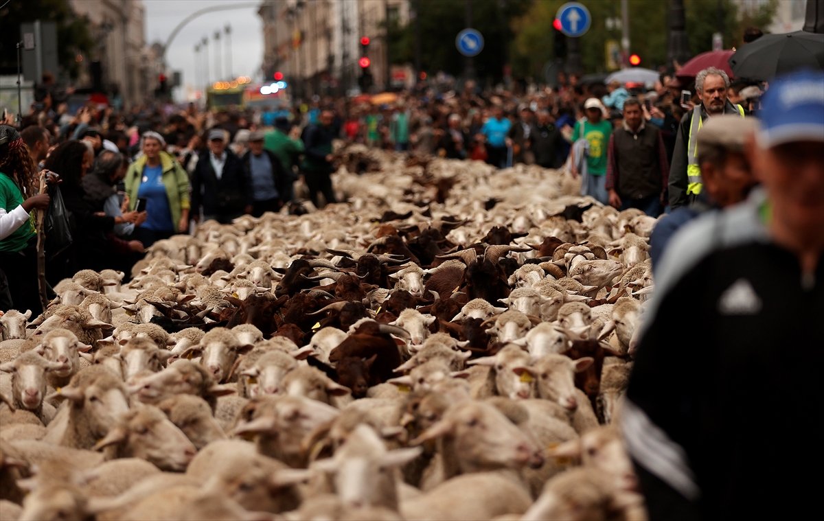 İspanya da koyunlar şehre indi #15
