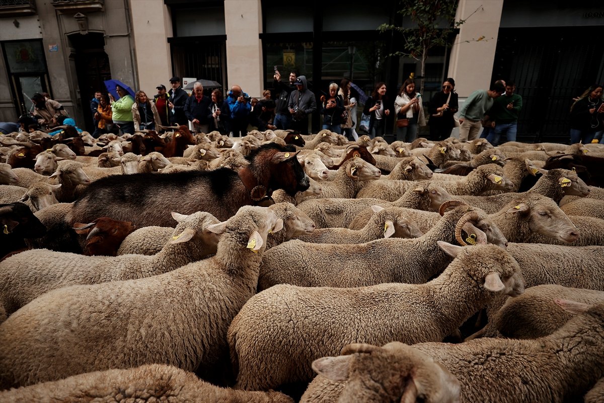 İspanya da koyunlar şehre indi #17
