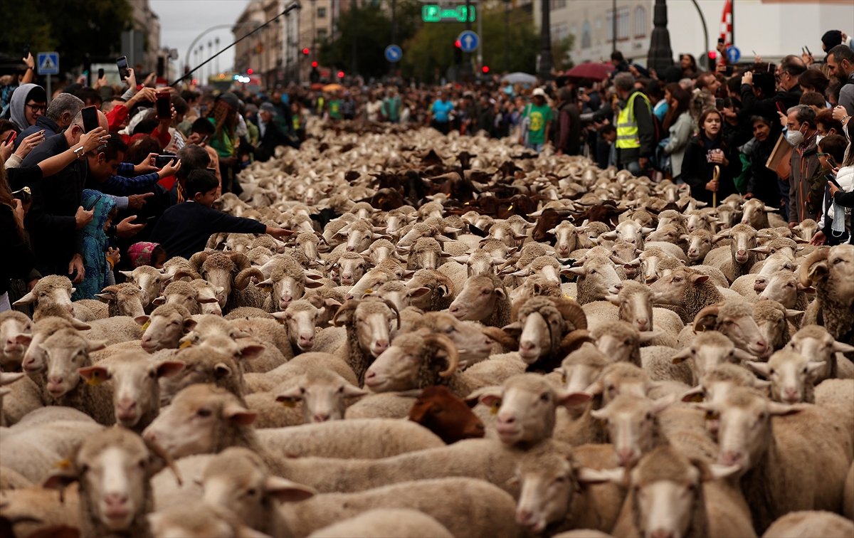 İspanya da koyunlar şehre indi #5