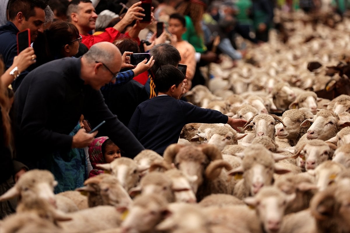 İspanya da koyunlar şehre indi #10
