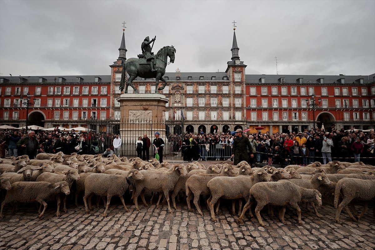 İspanya da koyunlar şehre indi #14