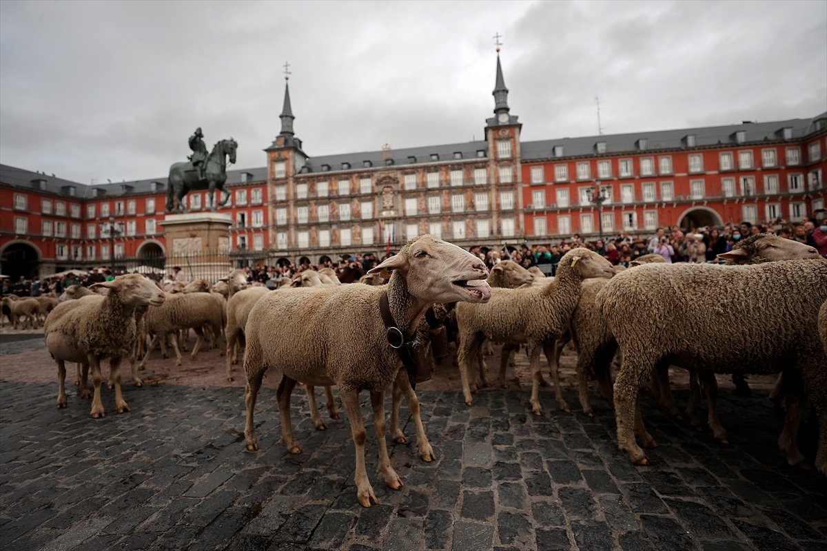 İspanya da koyunlar şehre indi #2