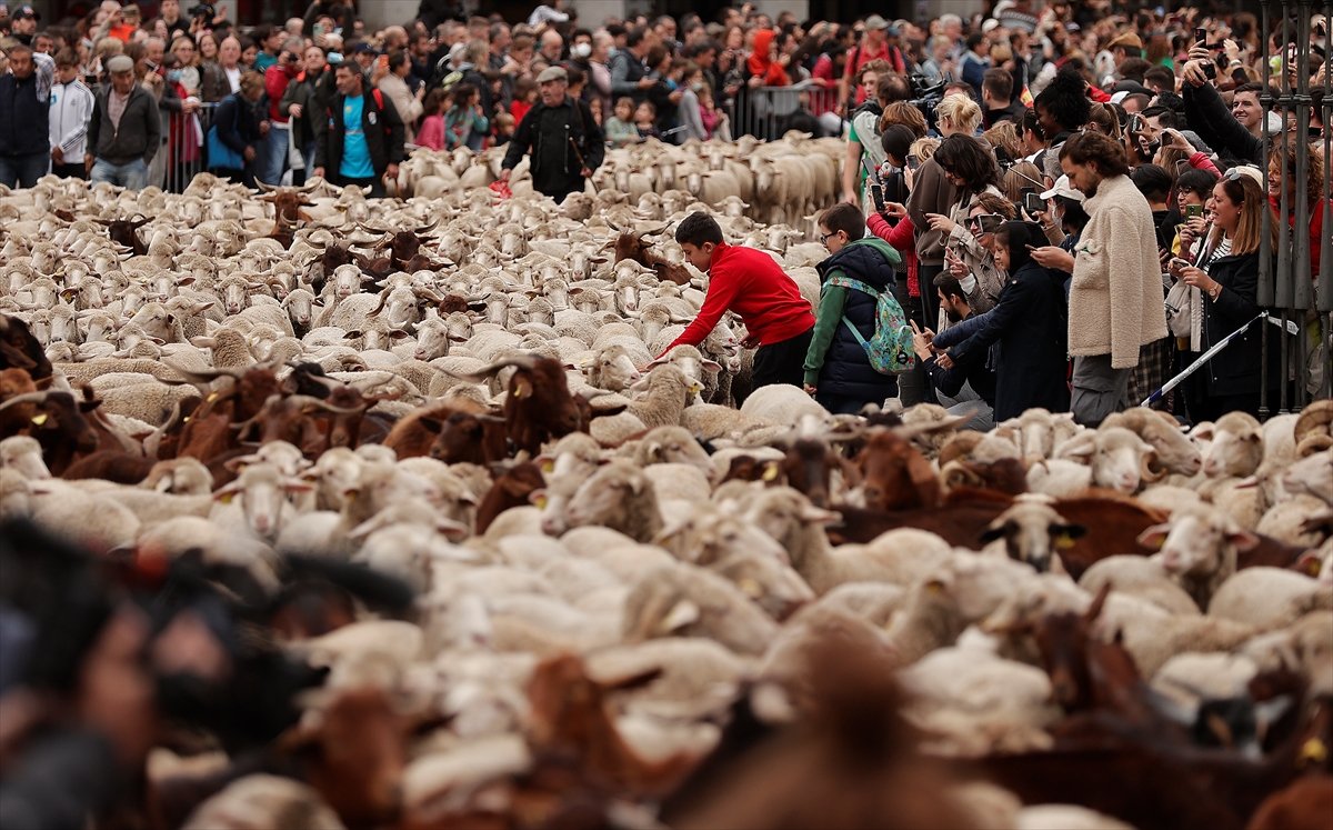 İspanya da koyunlar şehre indi #1