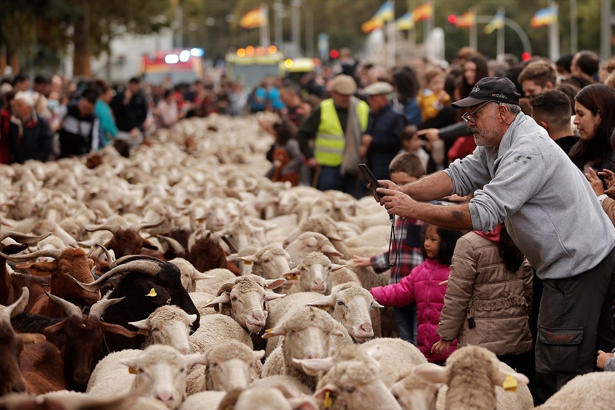 İspanya da koyunlar şehre indi #18