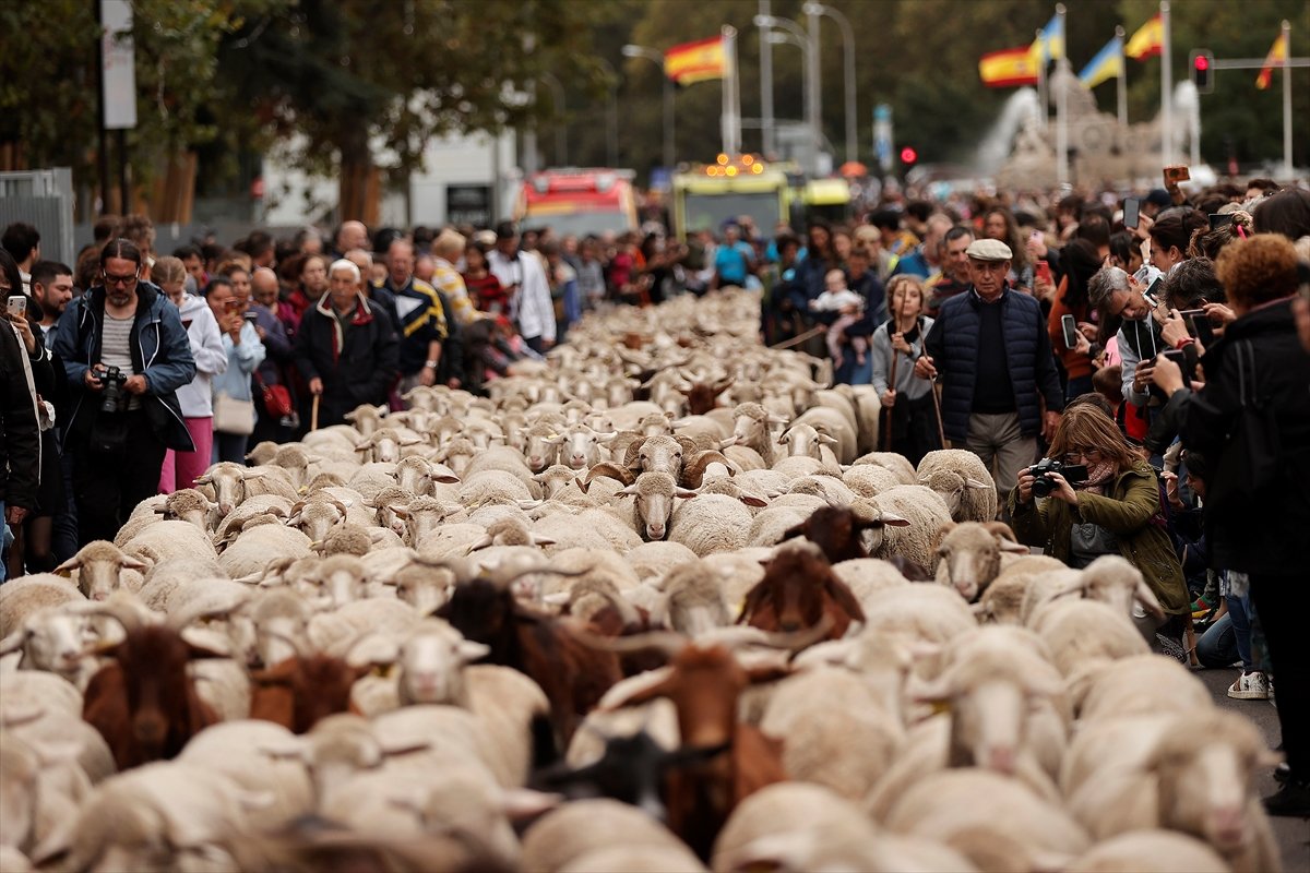 İspanya da koyunlar şehre indi #4