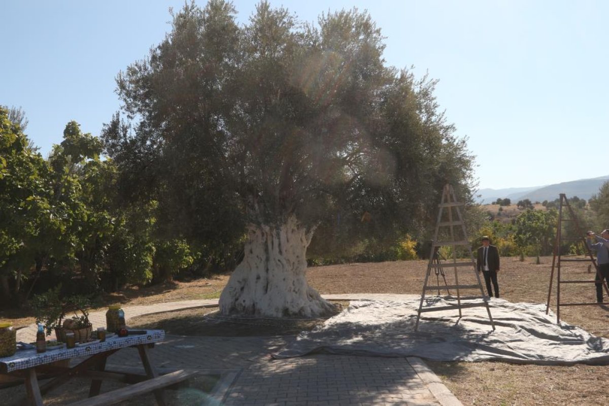 Mersin de bin 300 yıllık zeytin ağacı 250 kilo ürün verdi #1