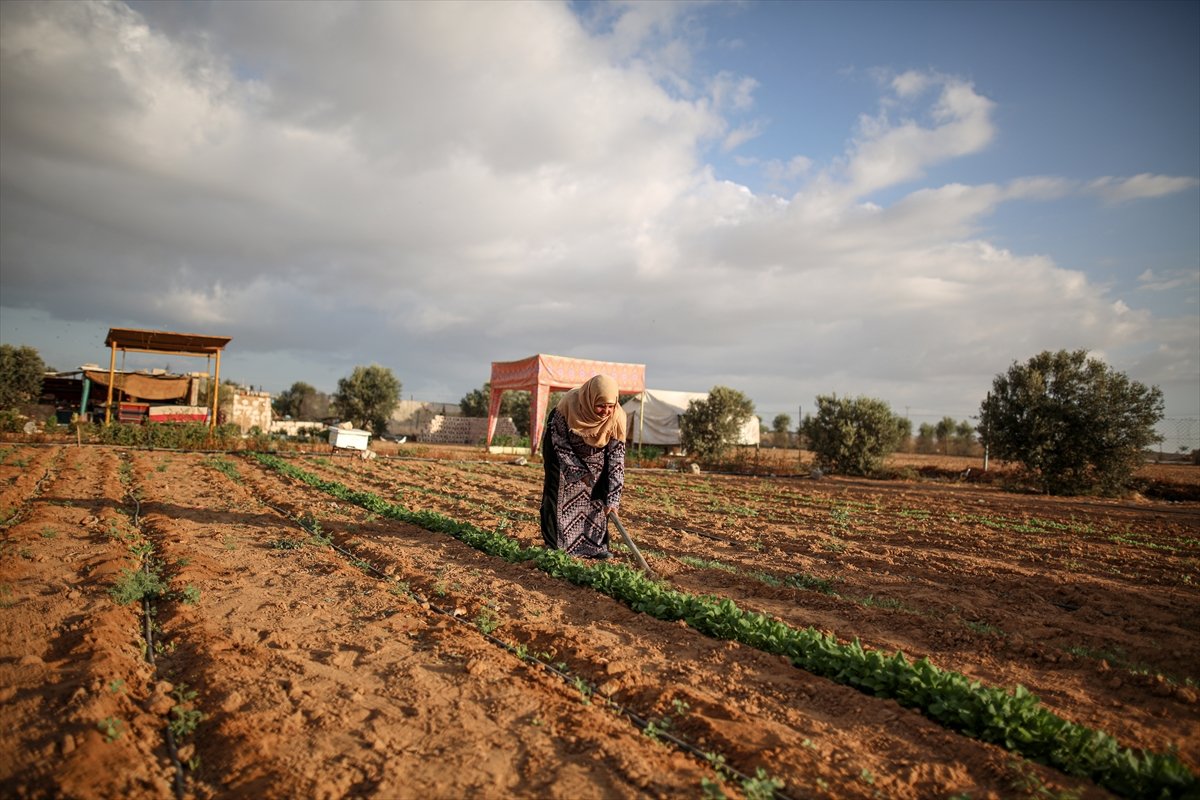 Filistinli kadın çiftçilerin işgal altındaki zorlu yaşamı #2