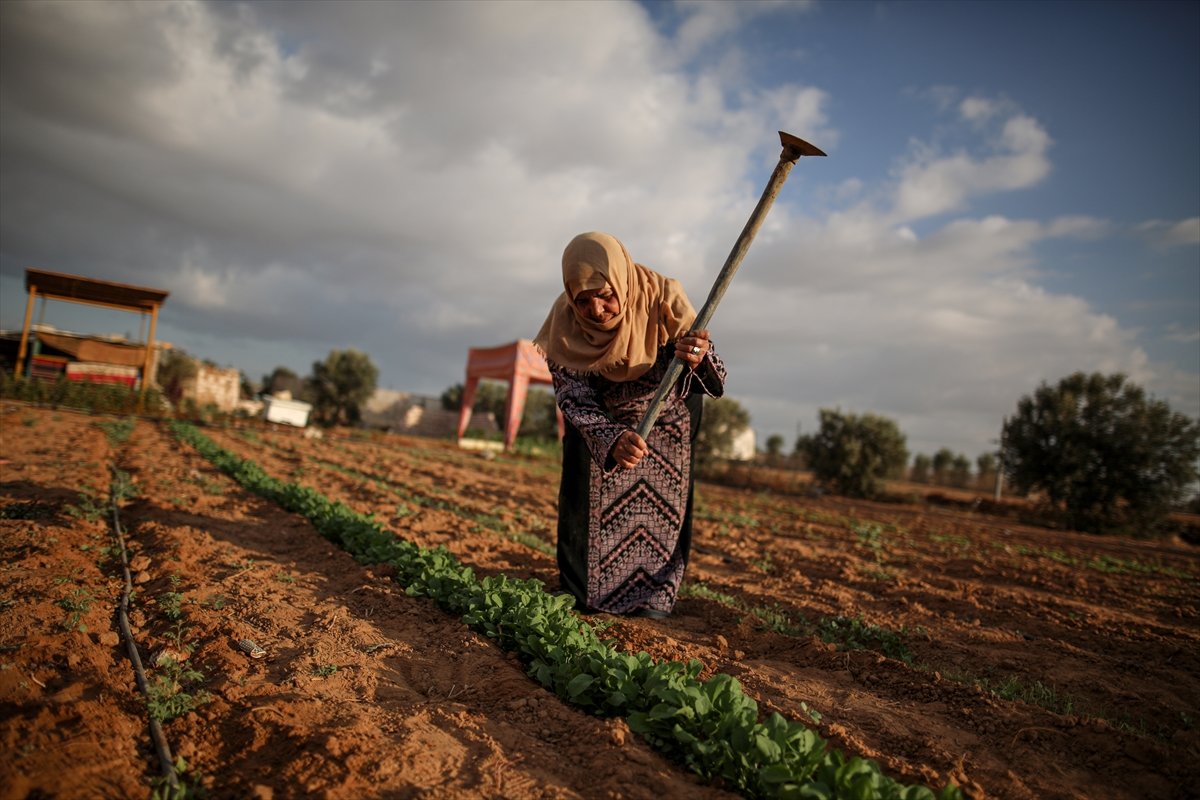 Filistinli kadın çiftçilerin işgal altındaki zorlu yaşamı #5