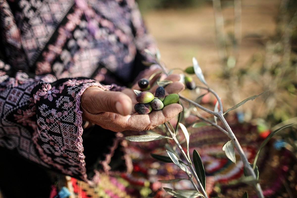 Filistinli kadın çiftçilerin işgal altındaki zorlu yaşamı #4