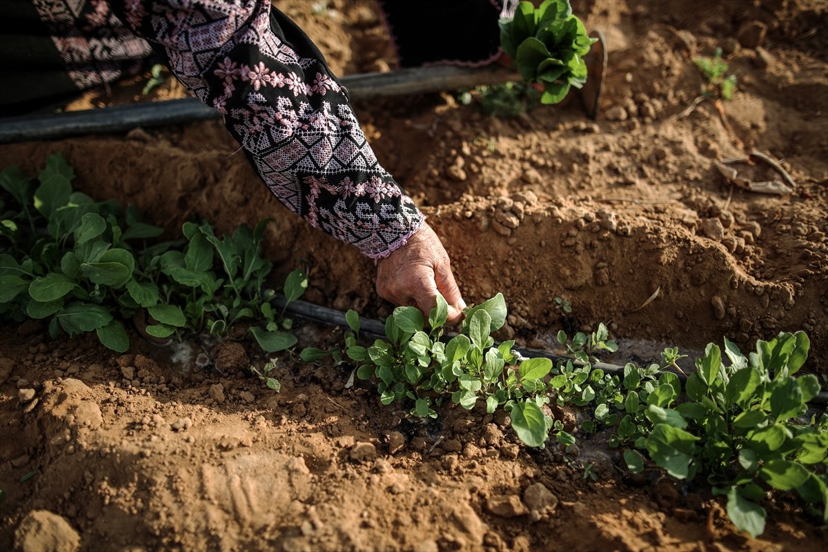Filistinli kadın çiftçilerin işgal altındaki zorlu yaşamı #1