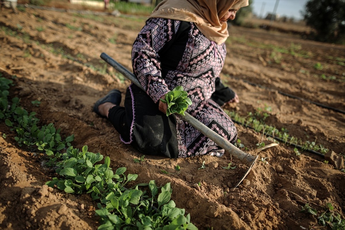 Filistinli kadın çiftçilerin işgal altındaki zorlu yaşamı #6