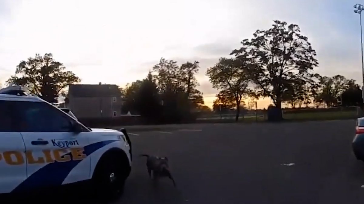ABD de pitbull cinsi köpek polise saldırdı #1