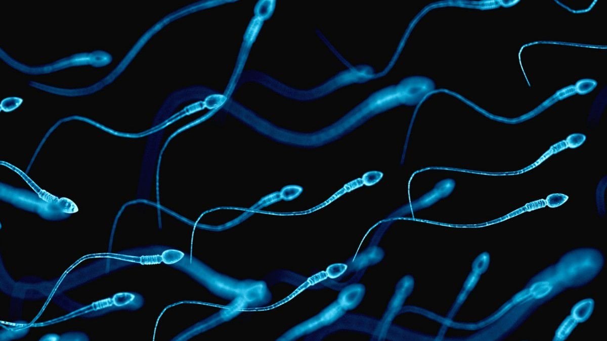 Sperm hakkında bilmeniz gerekenler! Sperm içerisinde neler bulunuyor?  #1