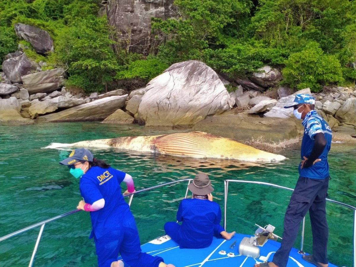 Tayland’da ölü balina kıyıya vurdu #2