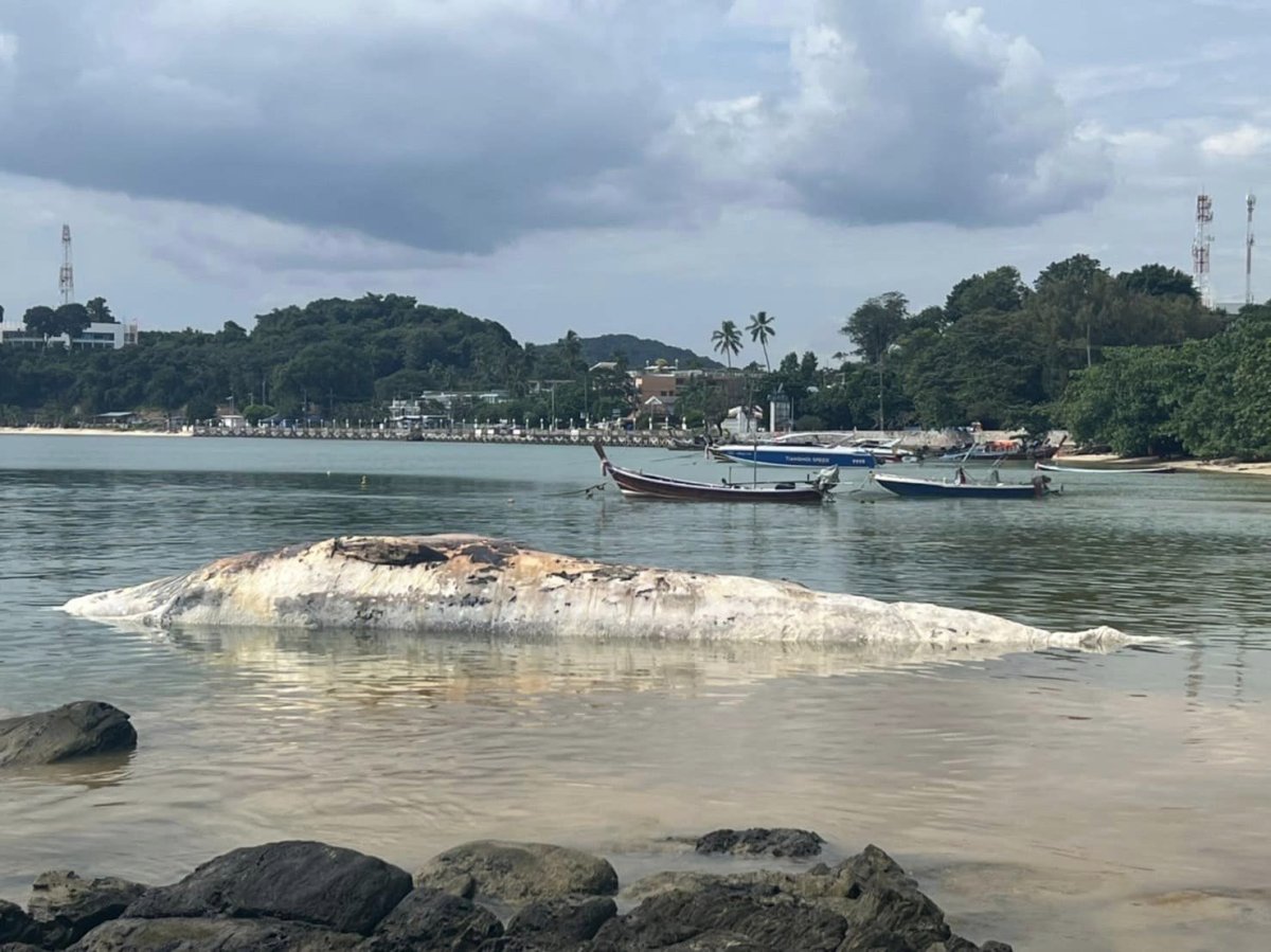 Tayland’da ölü balina kıyıya vurdu #3
