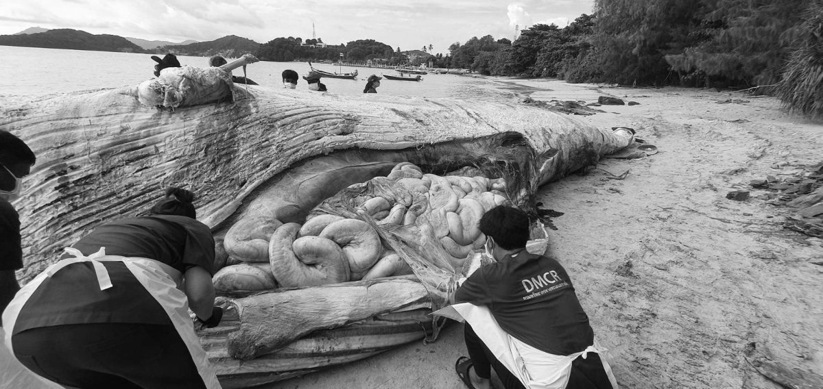 Tayland’da ölü balina kıyıya vurdu #4