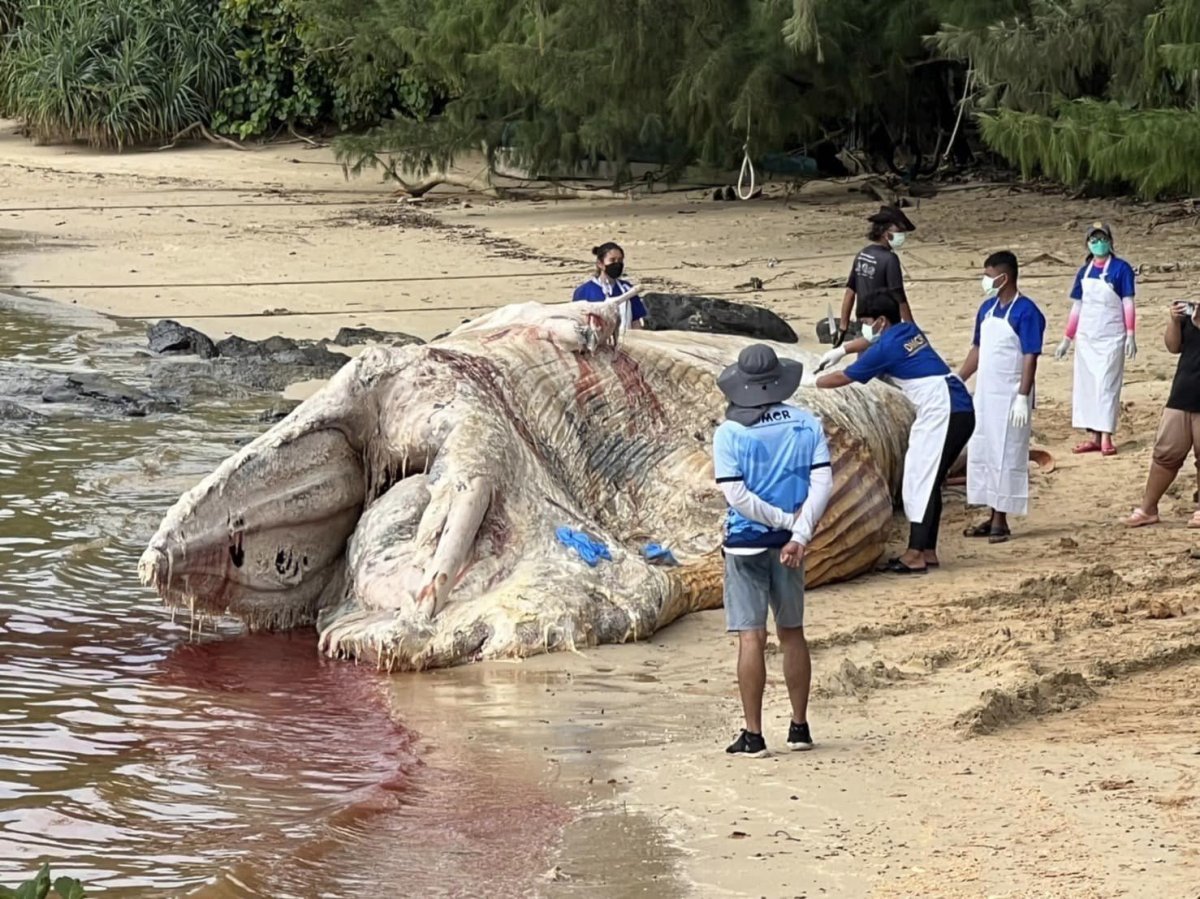 Tayland’da ölü balina kıyıya vurdu #1
