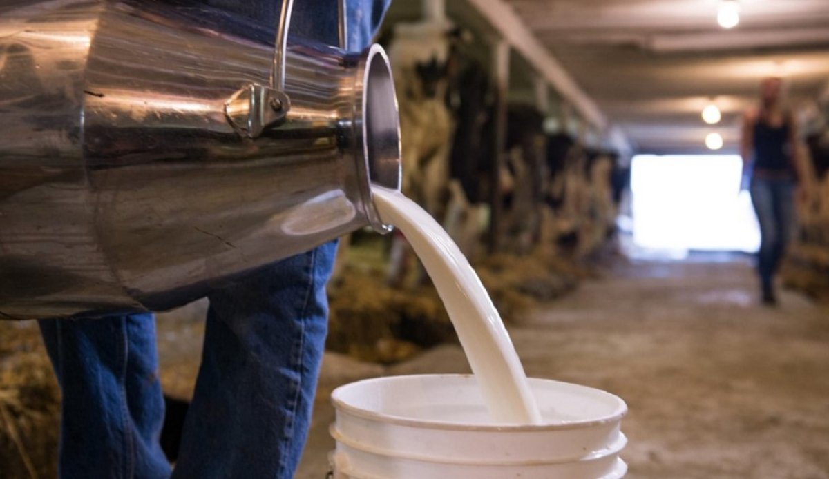 Çiğ süt destekleme ödemesi yatırılmaya başladı #1