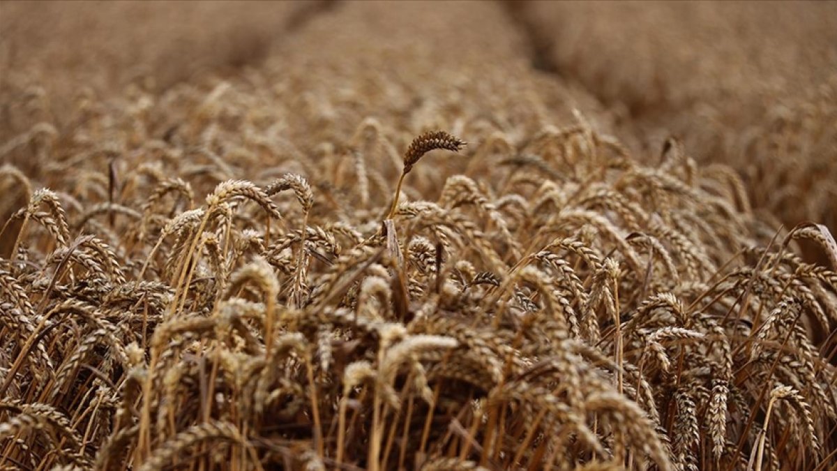 ankara-says-maintaining-black-sea-grain-corridor-is-important