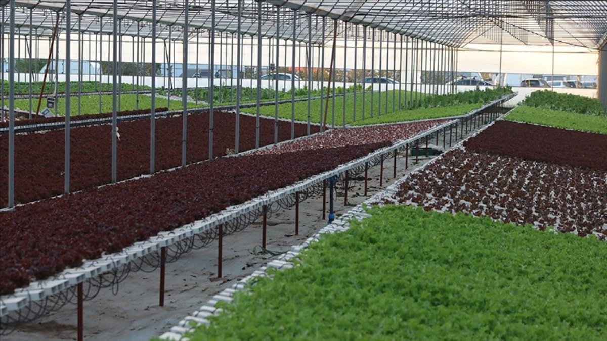 İstanbullu girişimci, topraksız tarımla 21 dönümde 210 dönüme denk ürün yetiştiriyor #1