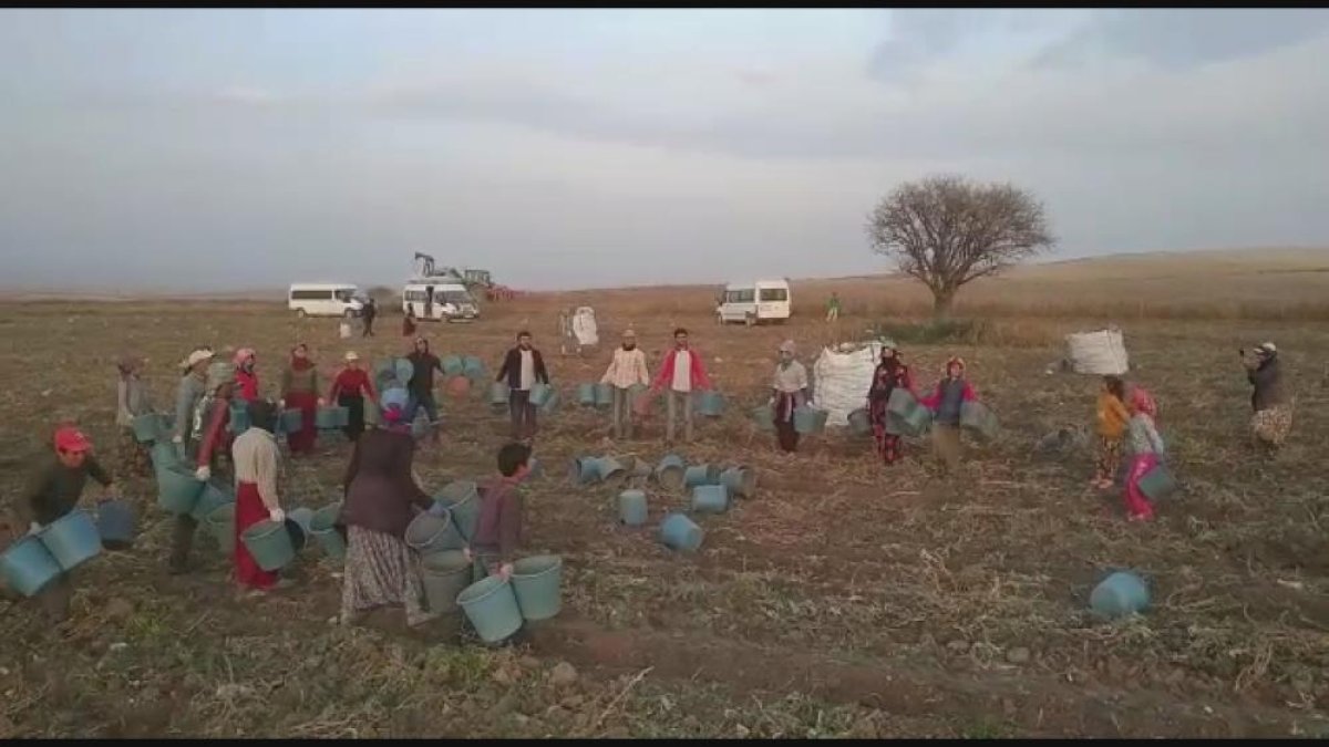 Afyonkarahisar da işçiler patates hasadını kova atma töreni ile bitirdi #1