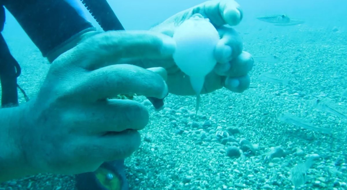 Antalya’da balıkçılara istilacı balon balığı bereketi #3