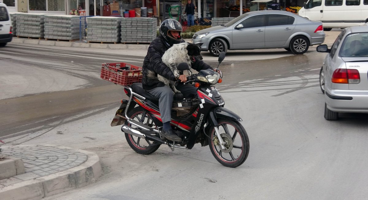Yozgat ta motosiklet tutkunu köpek görenleri hayrete düşürüyor #3
