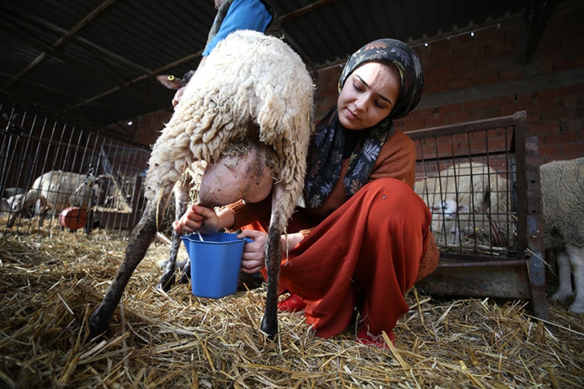 Balıkesir de 21 yaşındaki genç kız devlet desteğiyle çiftçi oldu #2