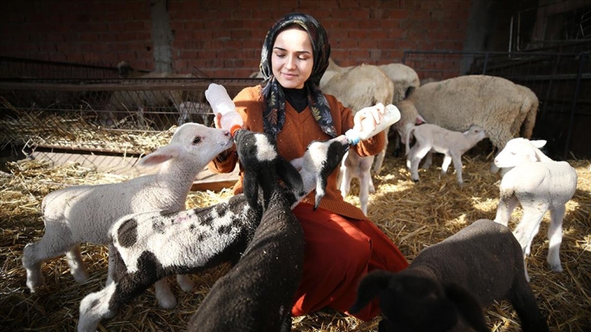 Balıkesir de 21 yaşındaki genç kız devlet desteğiyle çiftçi oldu #5