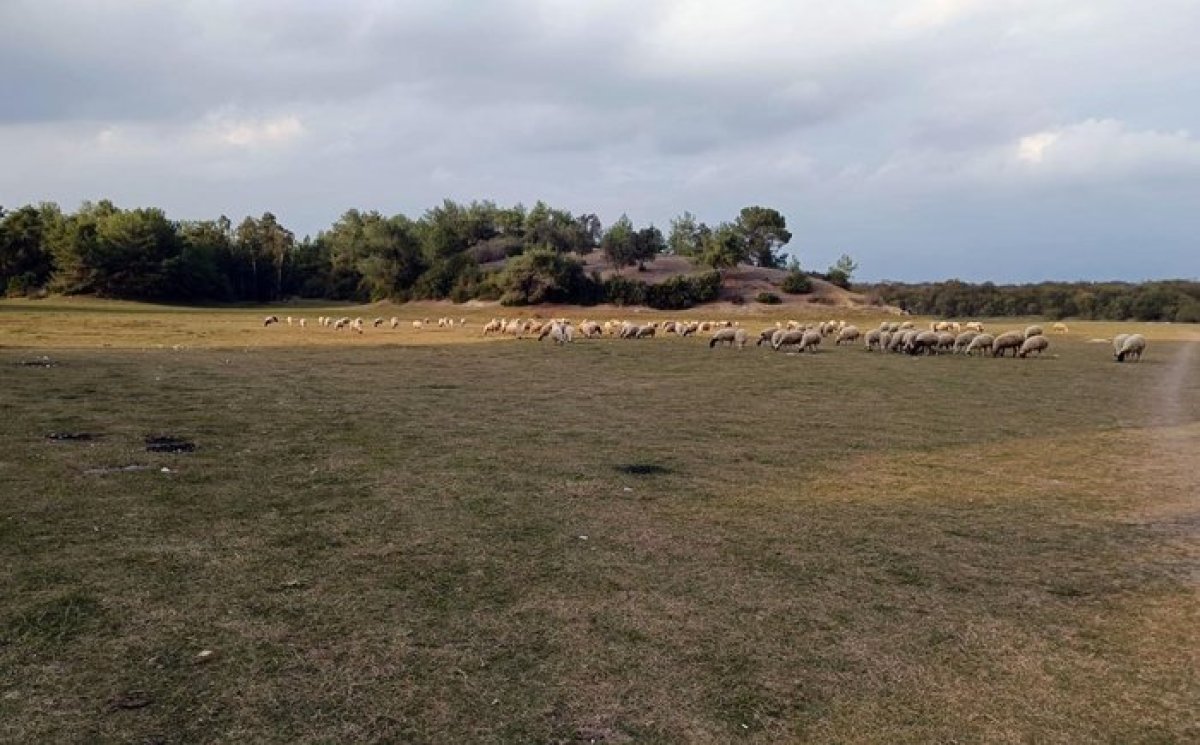 Adana da Kılıçdaroğlu ve Akşener in  temel attığı  proje alanı koyunlara kaldı #2