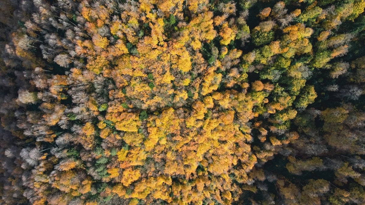 Çam Dağı ndan sonbahar manzaraları #10