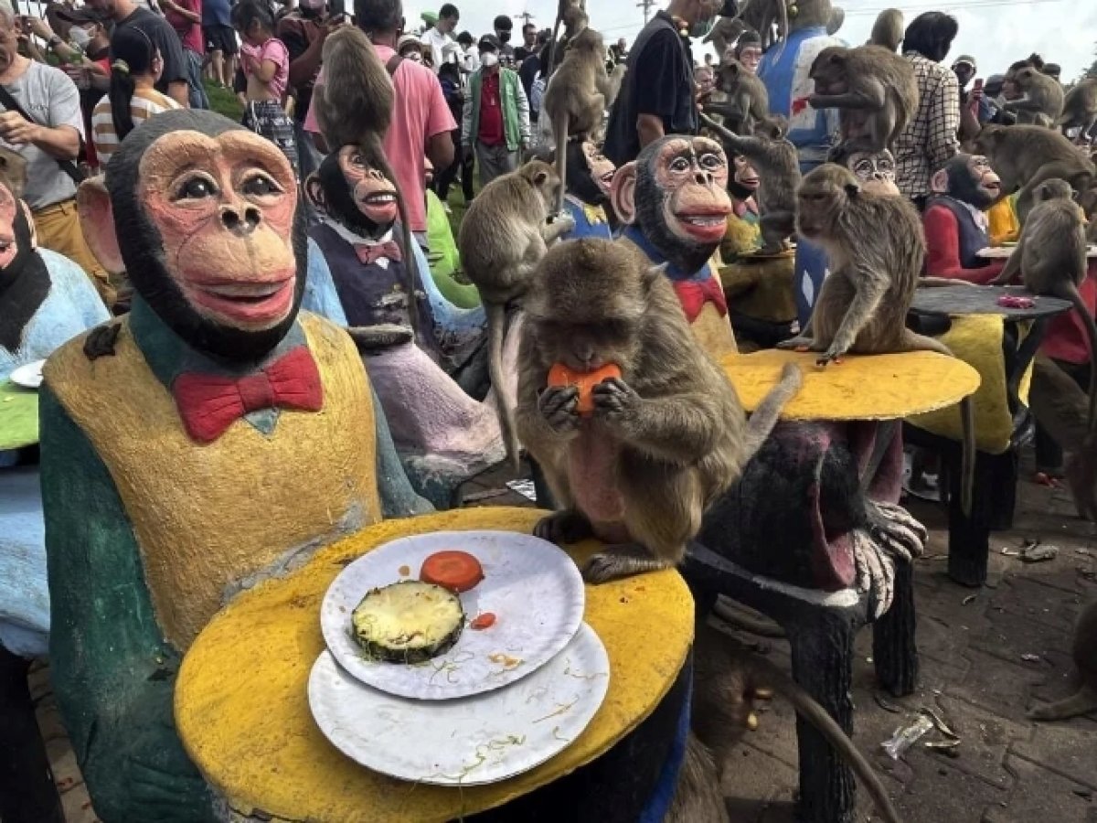Tayland da maymunlara açık büfe ziyafeti verildi #2