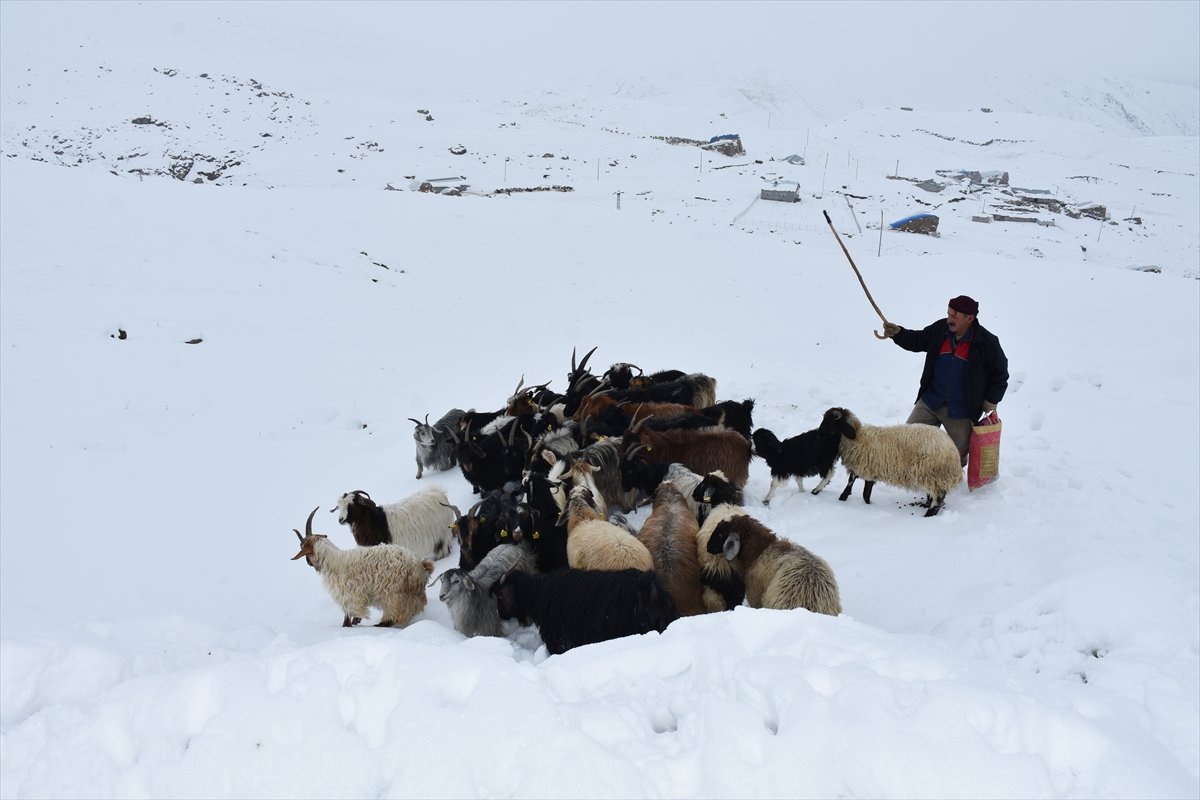 Hakkarili besicilerin zorlu kış mücadelesi #3