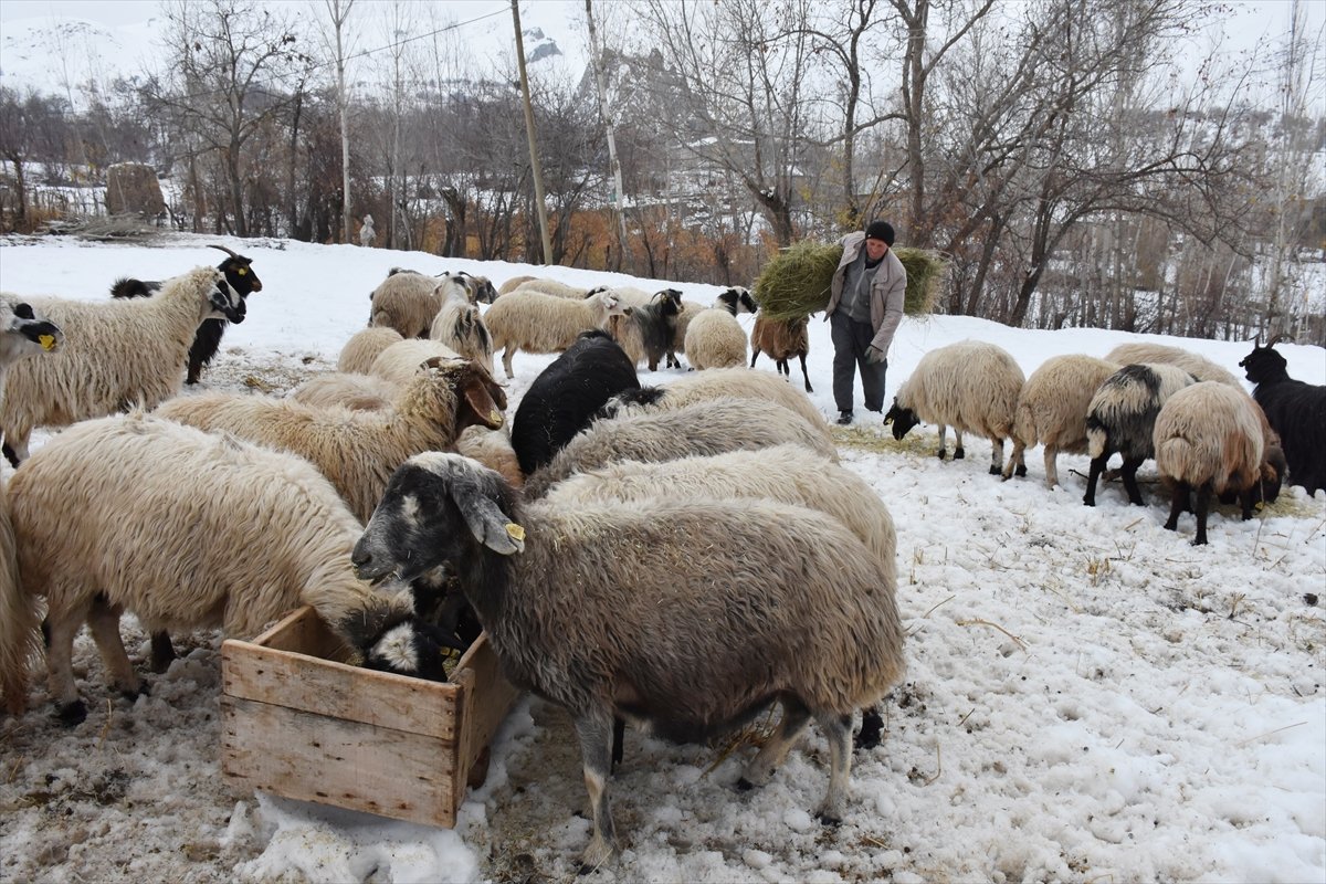 Hakkarili besicilerin zorlu kış mücadelesi #4