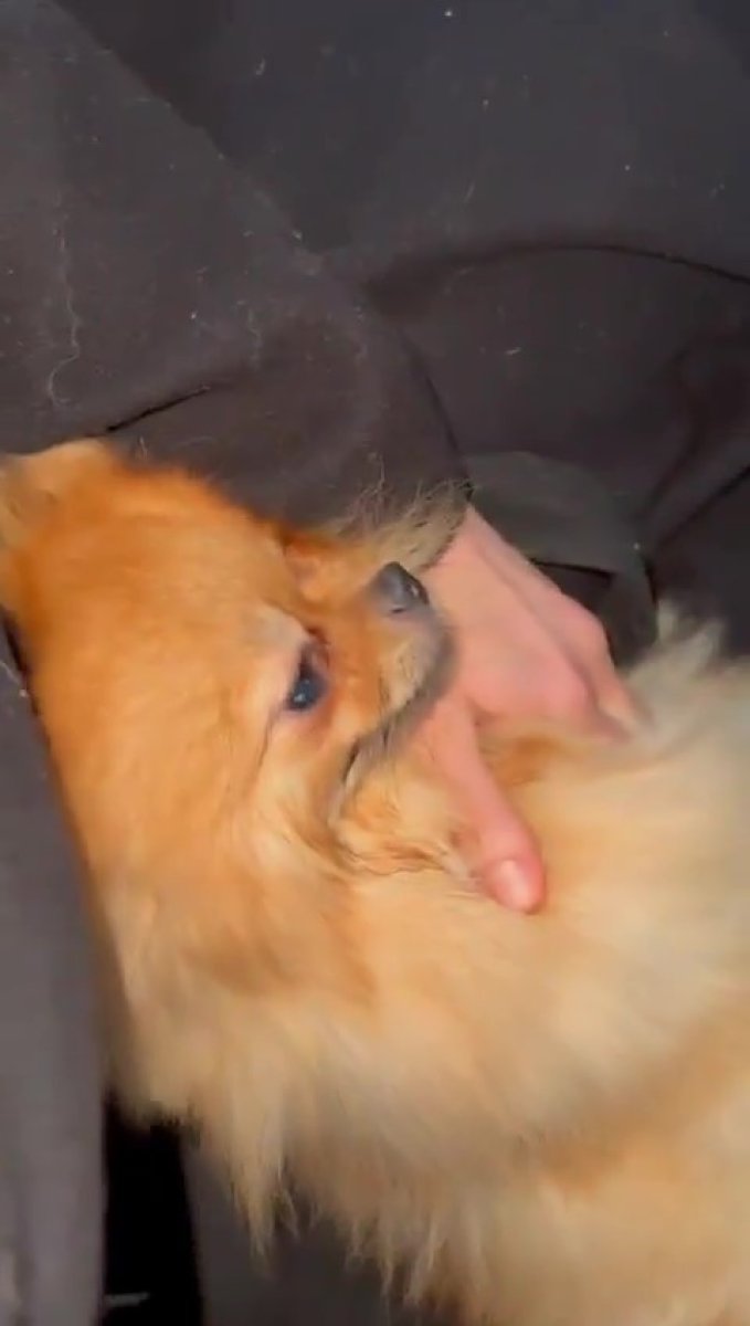 İstanbul da polis doğum yapmak üzere olan köpek için seferber oldu #1