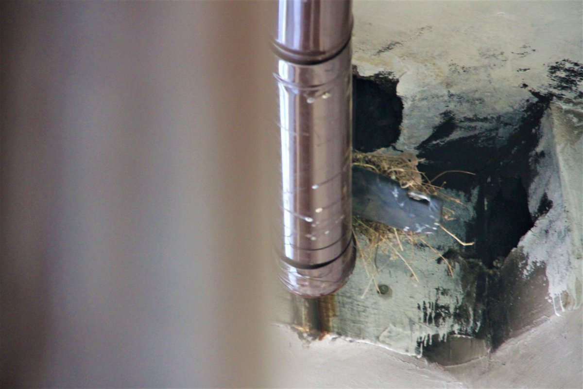 Elazığ da kumruların yuvası için sobayı yakmıyor #1