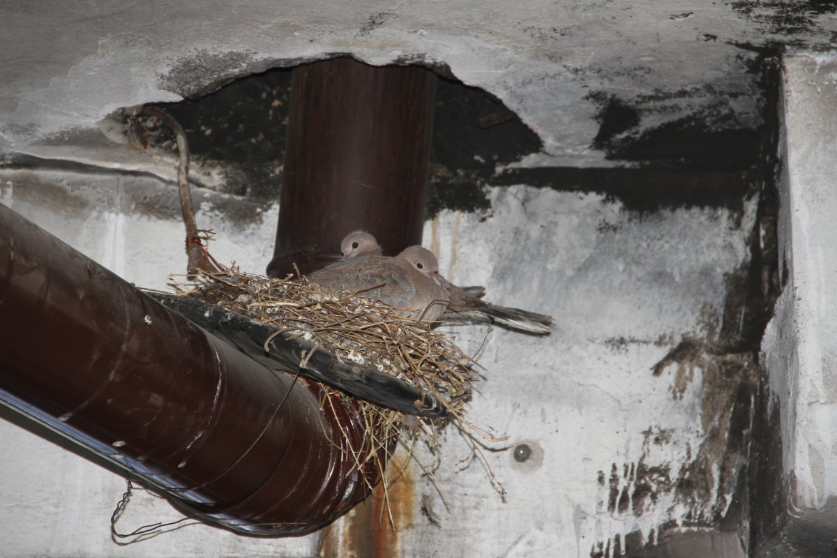 Elazığ da kumruların yuvası için sobayı yakmıyor #2