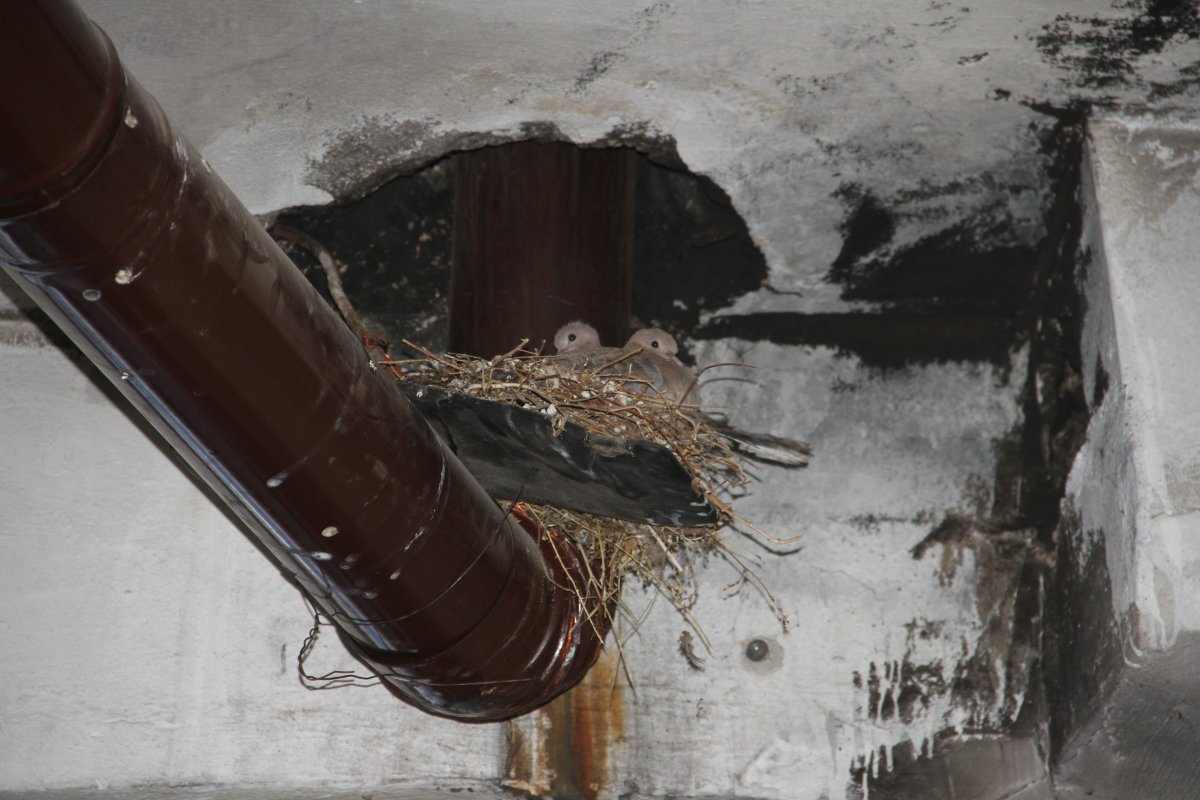 Elazığ da kumruların yuvası için sobayı yakmıyor #3