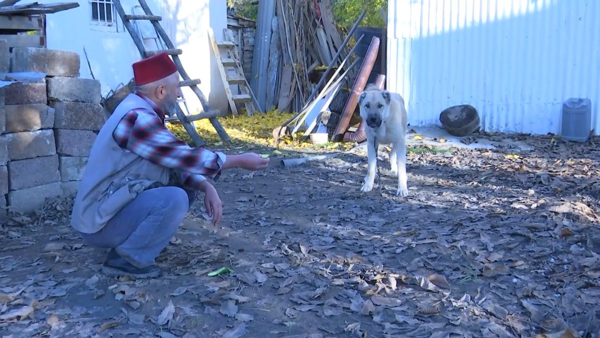 Elazığ daki kangal et yerine sebze yiyor #1