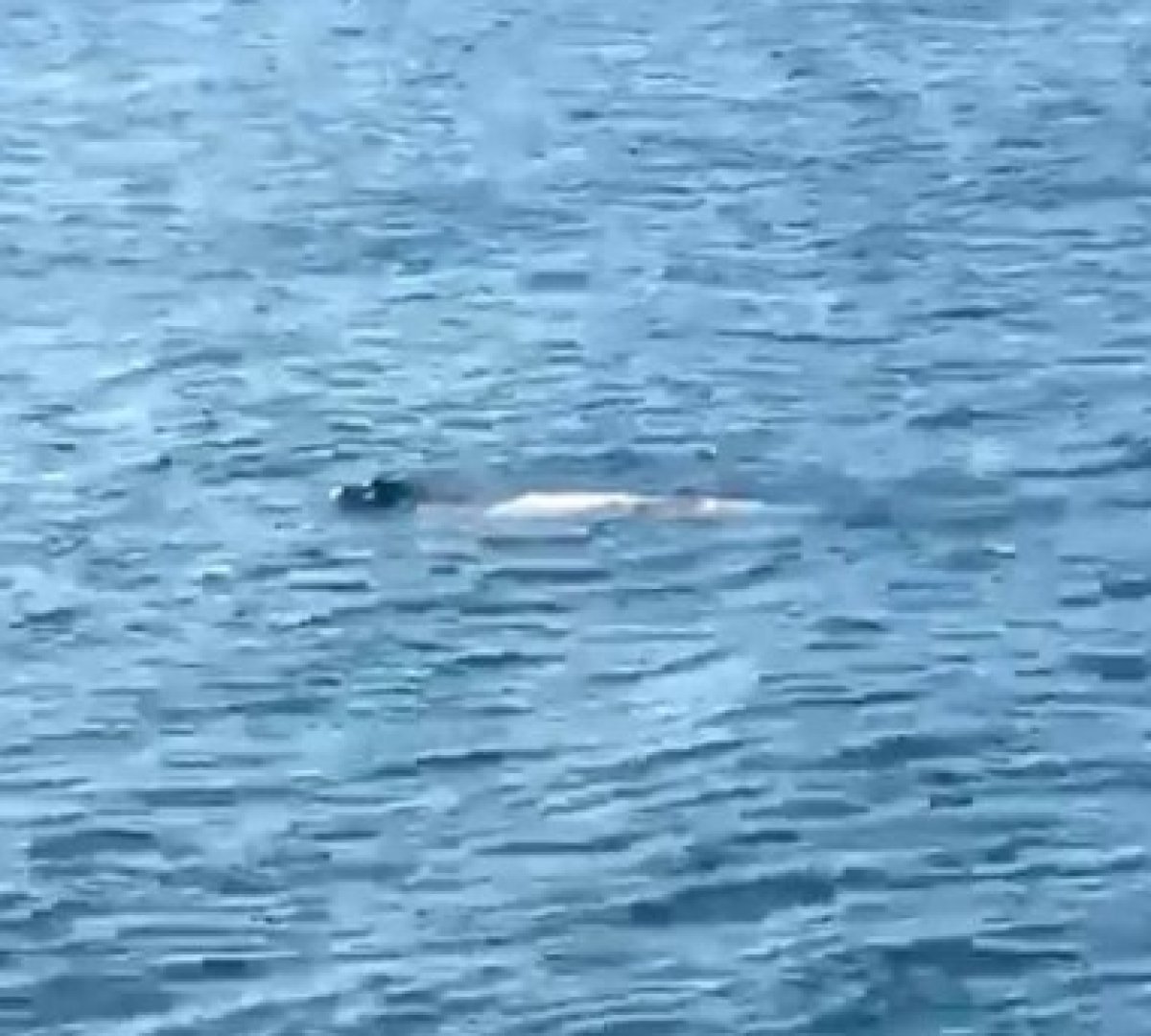 Hatay’da Akdeniz foku görüldü #1