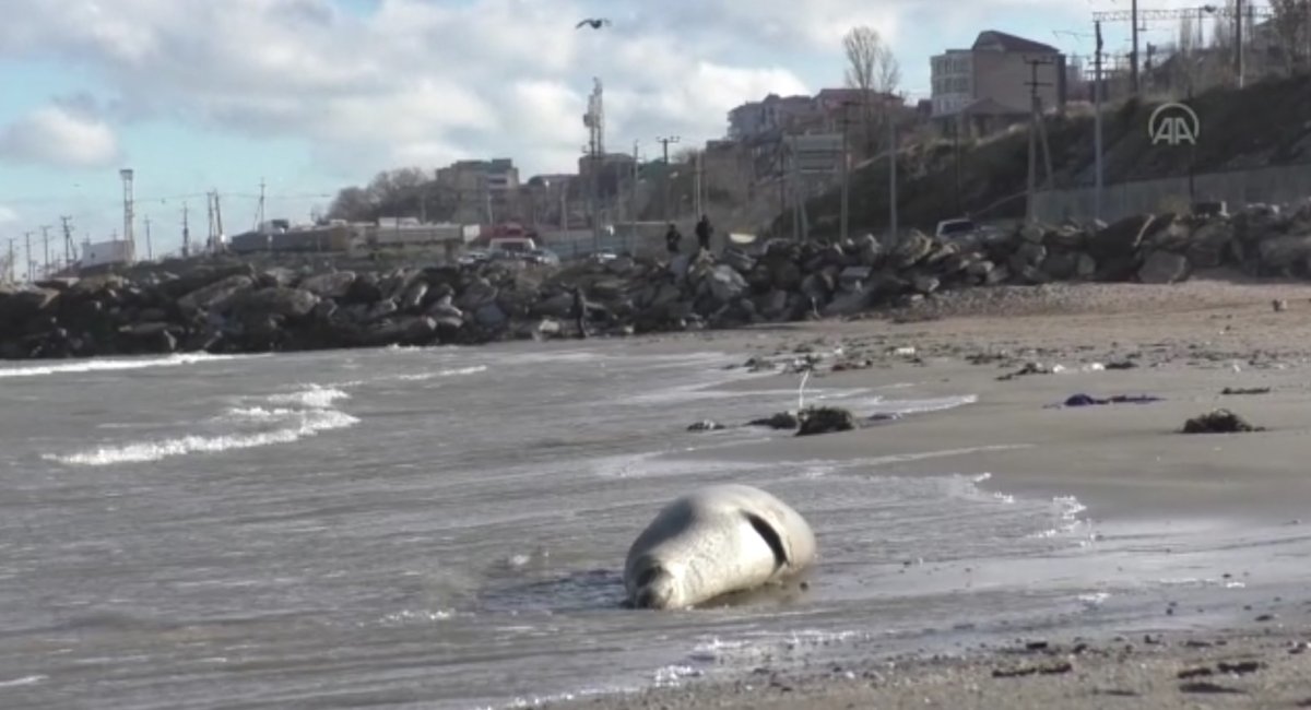 Hazar Denizi kıyısına vuran ölü fok sayısı artıyor #4