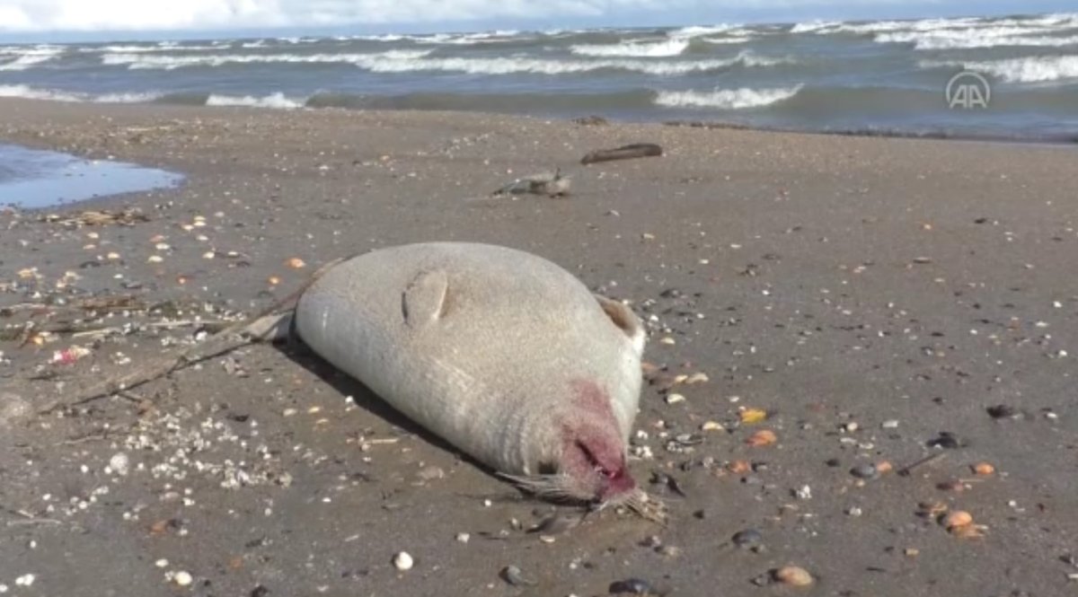 Hazar Denizi kıyısına vuran ölü fok sayısı artıyor #7