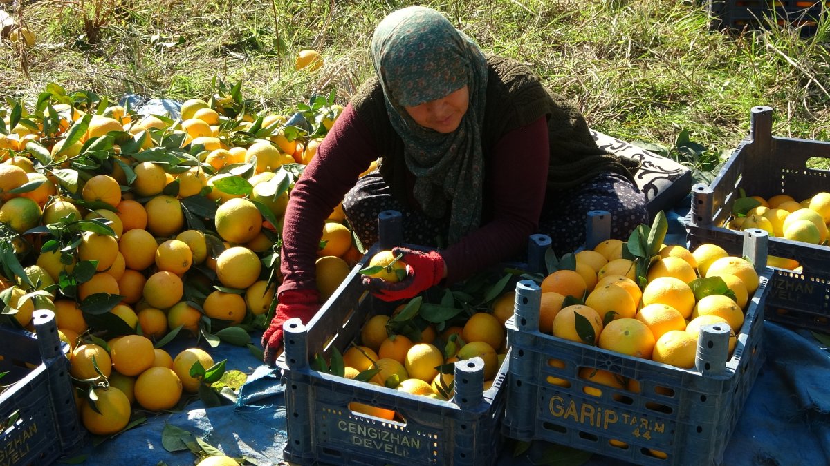 Adana da portakal hasadı başladı: Üretici fiyatlardan memnun #1