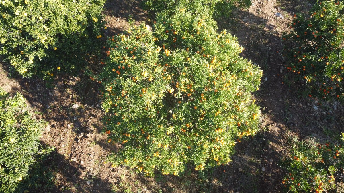 Adana da portakal hasadı başladı: Üretici fiyatlardan memnun #4